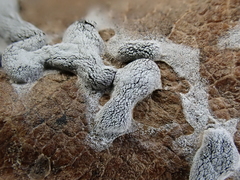 Didymium nivicola