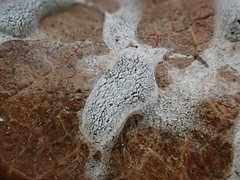 Didymium nivicola