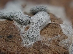 Didymium nivicola