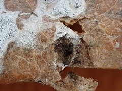 Didymium nivicola