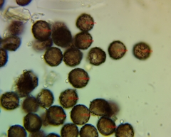Didymium nivicola