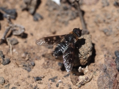 Thyridanthrax insularis