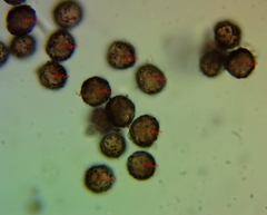 Didymium nivicola