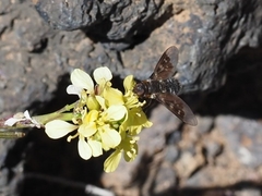 Thyridanthrax insularis