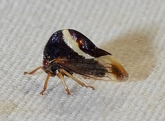 Smilia fasciata