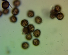 Didymium nivicola