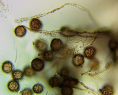 Didymium nivicola