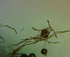 Didymium nivicola