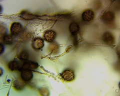 Didymium nivicola
