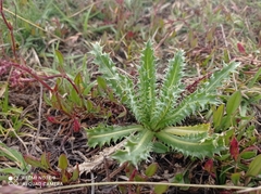 Perezia multiflora multiflora