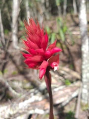 Stenorrhynchos albidomaculatum