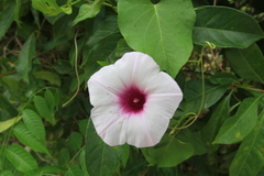 Ipomoea tiliacea