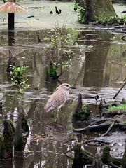 Nycticorax