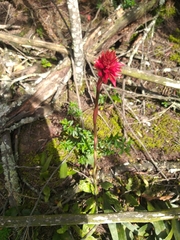 Stenorrhynchos albidomaculatum