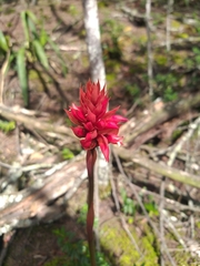 Stenorrhynchos albidomaculatum