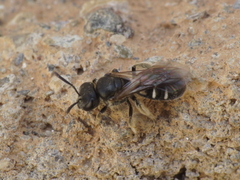 Lasioglossum interruptum