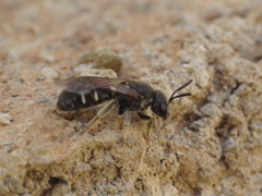 Lasioglossum interruptum