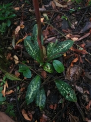 Stenorrhynchos albidomaculatum