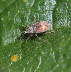 Malvapion malvae