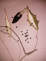 Dictyanthus hamatus