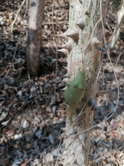 Dictyanthus hamatus