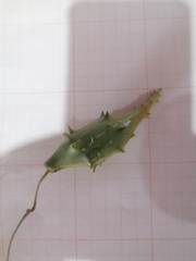 Dictyanthus hamatus