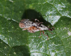 Malvapion malvae