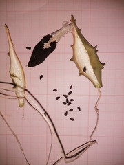 Dictyanthus hamatus