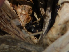 Tetragonoderus laevigatus