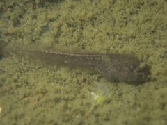 Discoglossus galganoi