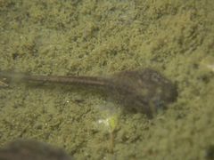 Discoglossus galganoi