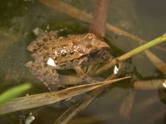 Discoglossus galganoi