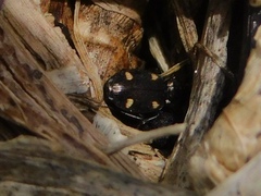 Tetragonoderus laevigatus