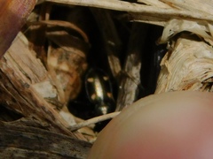 Tetragonoderus laevigatus