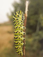 Papilio machaon