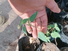 Acalypha monostachya