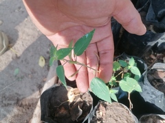 Acalypha monostachya