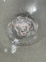 Stomolophidae