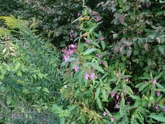 Impatiens glandulifera