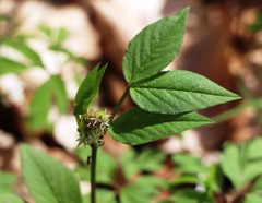 Vicia oroboides