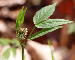 Vicia oroboides