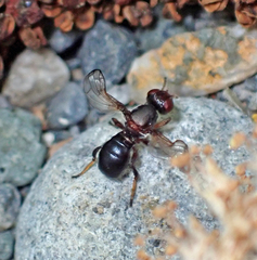 Curranops scutellaris