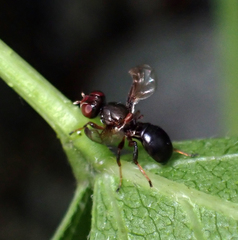 Curranops scutellaris