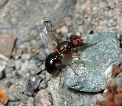 Curranops scutellaris