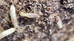 Reticulitermes urbis