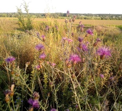 Centaurea borysthenica