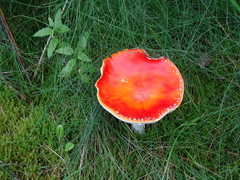 Amanita muscaria
