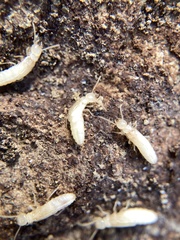 Reticulitermes urbis