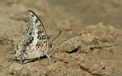 Charaxes achaemenes