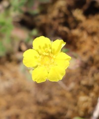 Potentilla pusilla
